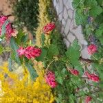 Ribes sanguineumᱵᱟᱦᱟ