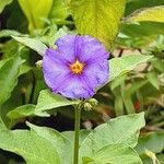 Lycianthes rantonnetii Flower