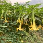 Brugmansia suaveolensപുഷ്പം