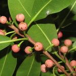 Ficus americana Fruit