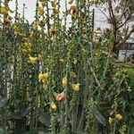 Crotalaria spectabilis Blomma