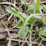 Antennaria neglecta Blad