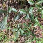 Rubus trivialis Leaf