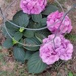 Hydrangea macrophyllaFloro