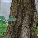 Annona glabra 樹皮