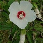 Hibiscus laevis Blomma