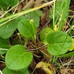Pyrola rotundifolia Yeri