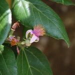 Grewia glandulosa Flors