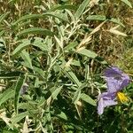 Solanum elaeagnifolium Žiedas