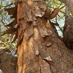 Albizia forbesii Lubje