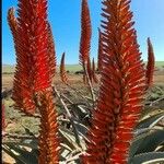 Aloe ferox 花