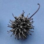 Liquidambar styraciflua Mbuma