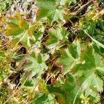 Alchemilla fissa Leaf