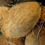 Cocos nucifera Fruto