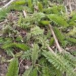 Achillea odorata 叶