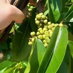 Ficus ingens Fruit