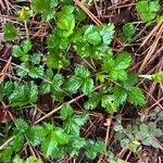 Rubus pedatus Hoja