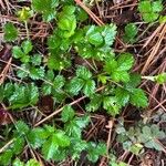 Rubus pedatus Leaf