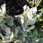 Osteospermum incanum ᱥᱟᱠᱟᱢ