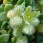 Herniaria alpina Owoc
