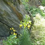 Lilium pyrenaicum Hàbitat
