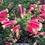 Erica discolor Flor
