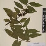 Zanthoxylum oxyphyllum ᱮᱴᱟᱜ