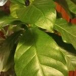 Coffea arabica Blatt