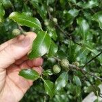 Pittosporum tenuifolium Folha