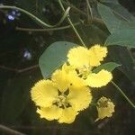 Stigmaphyllon ellipticum Flower