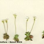 Androsace obtusifolia Mosusu