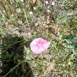 Convolvulus cantabricaFlower