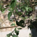 Lantana angolensis Žievė