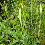 Tragopogon dubius Flor
