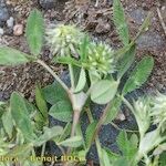 Trifolium retusum 其他