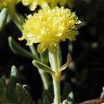 Eriogonum sphaerocephalum Květ