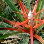 Bromelia pinguin Leaf