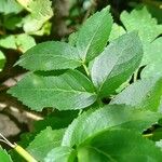 Sambucus australis Folio