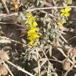 Helianthemum lippii Yaprak
