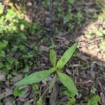 Persicaria pensylvanica Leaf