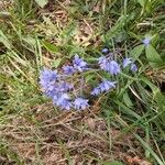 Hyacinthoides italica Flor