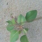 Croton punctatus Feuille