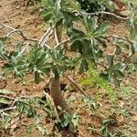 Adenium multiflorum Leaf