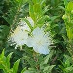 Myrtus communisFlors