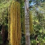 Caryota urensBlüte