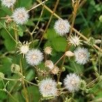 Erigeron acris Fruit