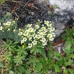Saxifraga squarrosa Flower