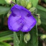 Tradescantia × andersoniana Flower