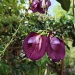 Clitoria fairchildiana Кветка