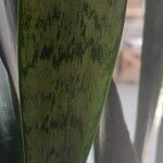 Sansevieria zeylanica ഇല